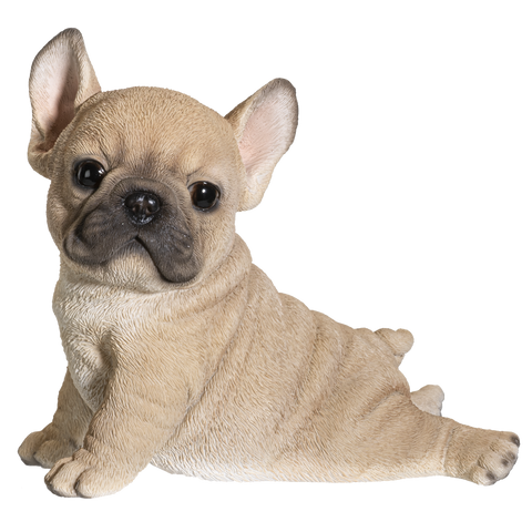 FRENCH BULLDOG PUPPY C/6