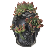 SKULL WITH SUCCULENTS C/4