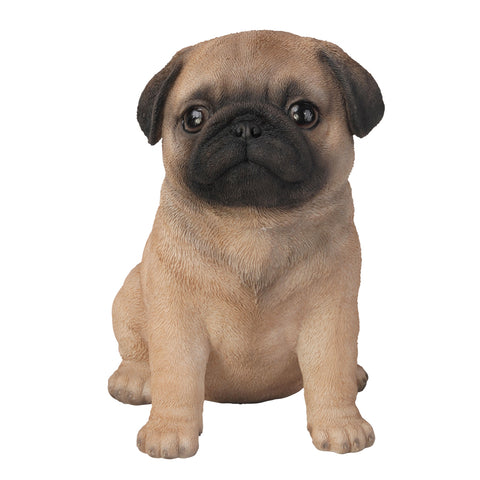 PUG PUPPY C/6