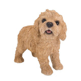 LABRADOODLE PUP STANDING C/6