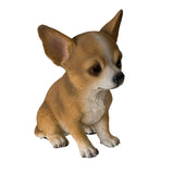 CHIHUAHUA PUPPY