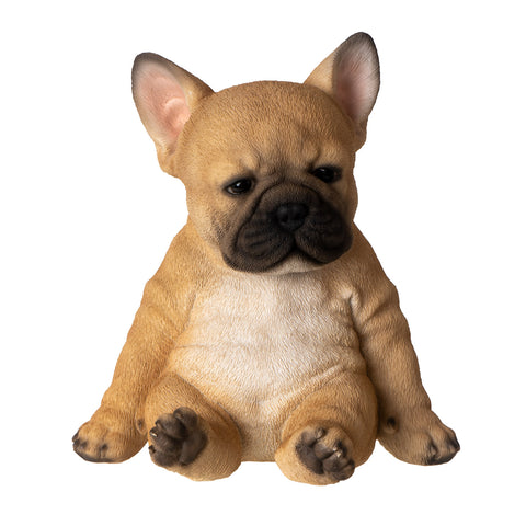 SITTING FRENCH BULLDOG PUPPY C/6