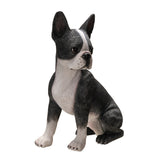 BOSTON TERRIER