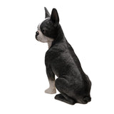 BOSTON TERRIER