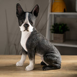 BOSTON TERRIER