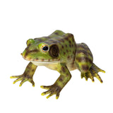 FROG C/24