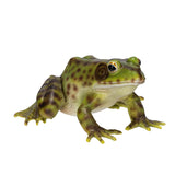 FROG C/24