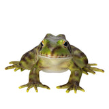 FROG C/24