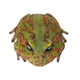 BULL FROG