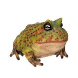 BULL FROG