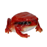 RED FROG C/48