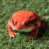 RED FROG C/48