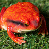 RED FROG C/48