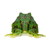 GREEN FROG C/48