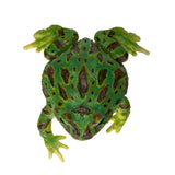 GREEN FROG C/48