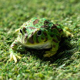 GREEN FROG C/48