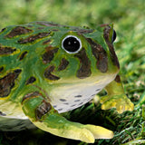 GREEN FROG C/48