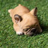 FRENCHIE SLEEPING C/24