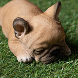 FRENCHIE SLEEPING C/24