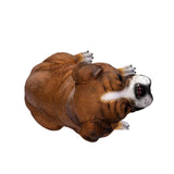 BOXER