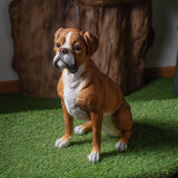 BOXER