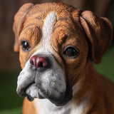 BOXER