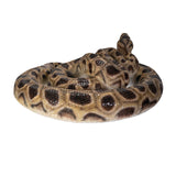 BOA SNAKE