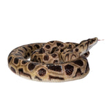 BOA SNAKE