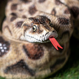 BOA SNAKE