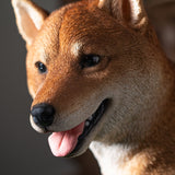 SHIBA INU