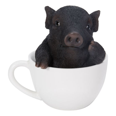 TEA CUP PIG BLACK C/12