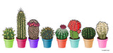 Rainbow Cactus Mug
